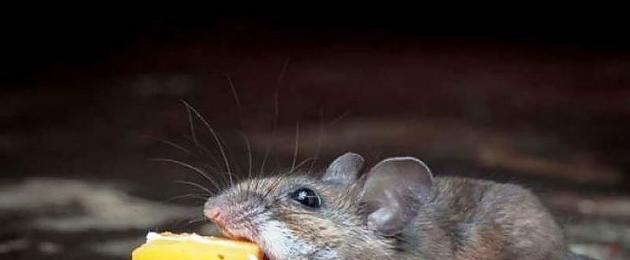 Как выбрать и какой лучше отпугиватель крыс и мышей: характеристика ультразвуковых, электромагнитных и комбинированных приборов. Отпугиватель крыс и мышей — или лучше кот? Аппарат от мышей