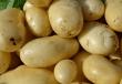 Сорт картофеля «Боровичок»: характеристика, описание, урожайность, отзывы и фото Лучшие сорта картофеля для Подмосковья