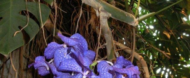 Видовые орхидеи. Необыкновенные крупноцветковые орхидеи: различные виды и сорта. Виды комнатных орхидей