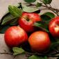 Какая калорийность яблок и полезные свойства