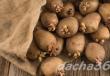 Sadzenie ziemniaków za pomocą ciągnika z obsypnikiem: wskazówki i zasady sadzenia
