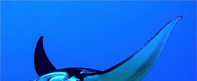 Jak rozmnażają się promienie manty.  Manta lub gigantyczny diabeł morski (manta birostris).  Ryba, która wygląda jak drapieżnik