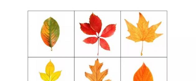 Почему осенью листья окрашены в разные цвета? Как выглядят листья деревье в осеннюю пору? Какие листья березы осенью