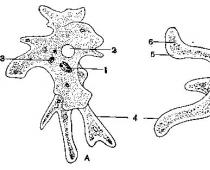 Как размножается и что это такое амёба Какой вид деления клетки происходит у амебы