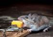 ネズミやネズミの忌避剤 - それとも猫の方が良いでしょうか?