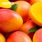 Mango - przydatne właściwości i przeciwwskazania Jak prawidłowo jeść mango ze skórką