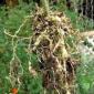 庭のマリーゴールド - 装飾または害虫からの保護 マリーゴールドは乾燥していますが、保存できますか