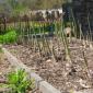 Kako uzgajati šparoge iz sjemena u bašti?