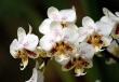 Pravilna njega orhideja kod kuće: karakteristike i preporuke Da li je moguće uzgajati orhideju