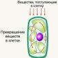 Κύτταρο: δομή, λειτουργίες, αναπαραγωγή, τύποι κυττάρων