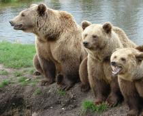 Jakie są rodzaje niedźwiedzi i ich styl życia?