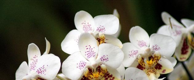 Uzgajanje orhideja je jednostavno!  Pravilna njega orhideja kod kuće: karakteristike i preporuke Da li je moguće uzgajati orhideju