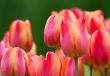 Тюльпаны: выращивание, посадка и уход, когда выкапывать