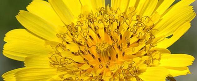 Козлобородник какие цветки. Козлобородник луговой – описание, полезные свойства, применение. Полезные свойства овсяного корня
