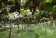 Actinidia (kiwi) - péče, výsadba, pěstování