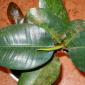 Ficus caoutchouc - οι κύριες ασθένειες και η αντιμετώπισή τους Ficus caoutchouc θεραπεία ασθενειών φύλλων