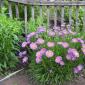 Nova belgijska astra - sorte, sadnja i njega, reprodukcija, upotreba u dizajnu vrta, fotografija