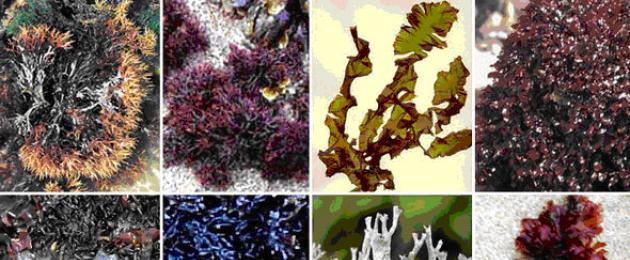 Zašto smeđe alge žive na dnu okeana?  Šta određuje boju algi?  Mjesta i uslovi života
