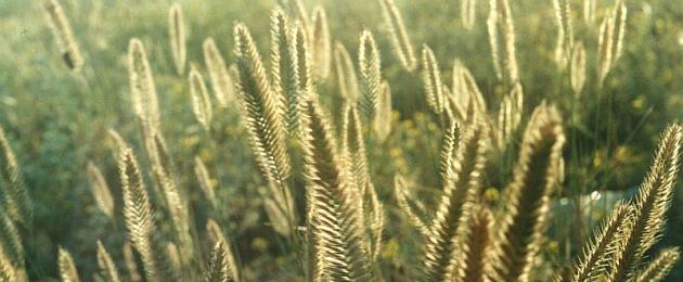 Zhitnyak - njega i uzgoj žitarica u vrtu.  Odabir višegodišnjeg začinskog bilja u obliku češlja od pšenične trave