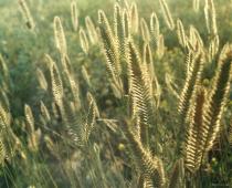 Odabir višegodišnjeg začinskog bilja u obliku češlja od pšenične trave