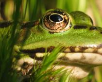 Przepisy na żabie udka