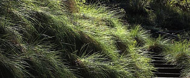 Trska vlasulja.  Trska vlasulja (Festuca arundinacea L.).  Upotreba vijuka od trske u stočne svrhe