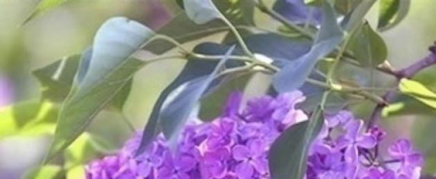 Купила срезанные ландыши можно ли их посадить. Как сохранить срезанные цветы свежими? Уход за цветами