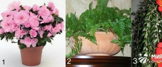 Как узнать комнатный цветок по описанию. Как узнать название комнатного растения по внешнему виду (листьям, форме)? Разнообразие комнатных растений