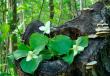 Trillium grandiflora: φύτευση και φροντίδα