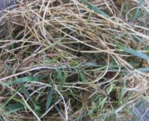 ソファーの草の防除対策 ソファーの這う草の化学的防除対策