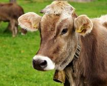 Что означает сон про корову?