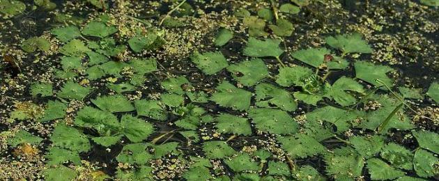 Как выглядит цветок водяной орех. Подбор растений для пруда на даче с учетом принципов зонирования. Вегетативное размножение
 водных растений с плавающими листьями