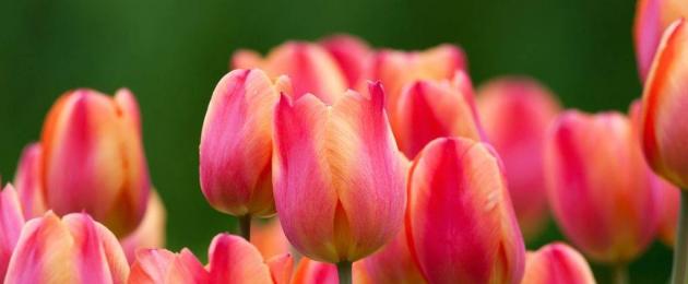 Tulipani: uzgoj, sadnja i njega, kada kopati.  Tulipani.  Uzgoj i njega tulipana.  Sadnja i đubrenje u proleće.  Forsiranje tulipana Tulipani i sve o tulipanima