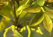 Δίοικα φυτά: χαρακτηριστικά και ενδιαφέροντα γεγονότα