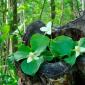 Trillium grandiflora: sadnja i njega