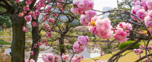 Начало цветения сакуры. Незабываемая поездка в Японию – это когда цветет нежная сакура. Традиция любования цветами