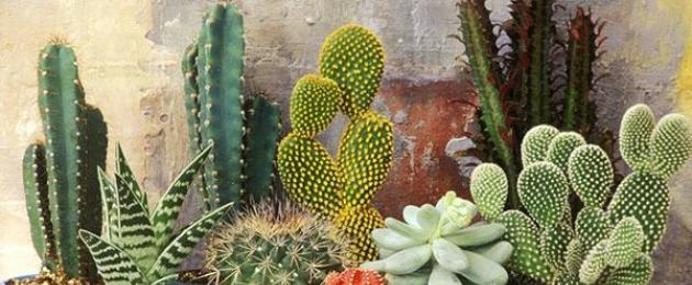 DIY kaktus - kako napraviti ukrasni zanat u obliku kaktusa (105 ideja za fotografije).  Primjena kaktusa Gdje počinje proizvodnja?