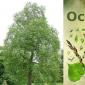 Aspen drvo i njegova svojstva