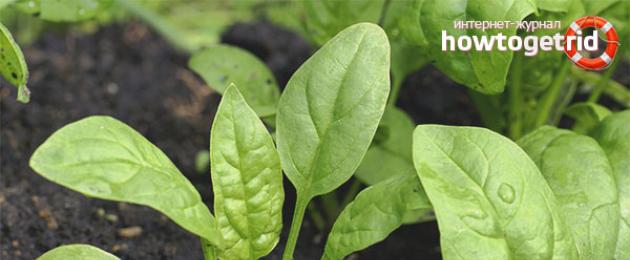 Как ухаживать за шпинатом на огороде. Шпинат: выращивание из семян в домашних условиях и в открытом грунте. Насколько полезно растение
