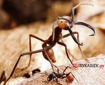 Vatreni mrav: Nijedna reč u odbranu Vatrenih mrava