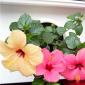 Štafeta: šareni hibiskus - čarobna kineska ruža Hibiskus sa šarenim listovima